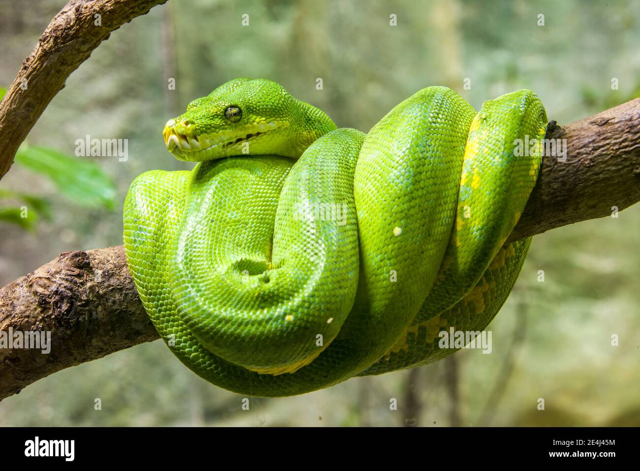 Le python vert (Morelia viridis) est une espèce de serpent de la famille des Pythonidae, un serpent vert vif vivant généralement dans les arbres. Banque D'Images