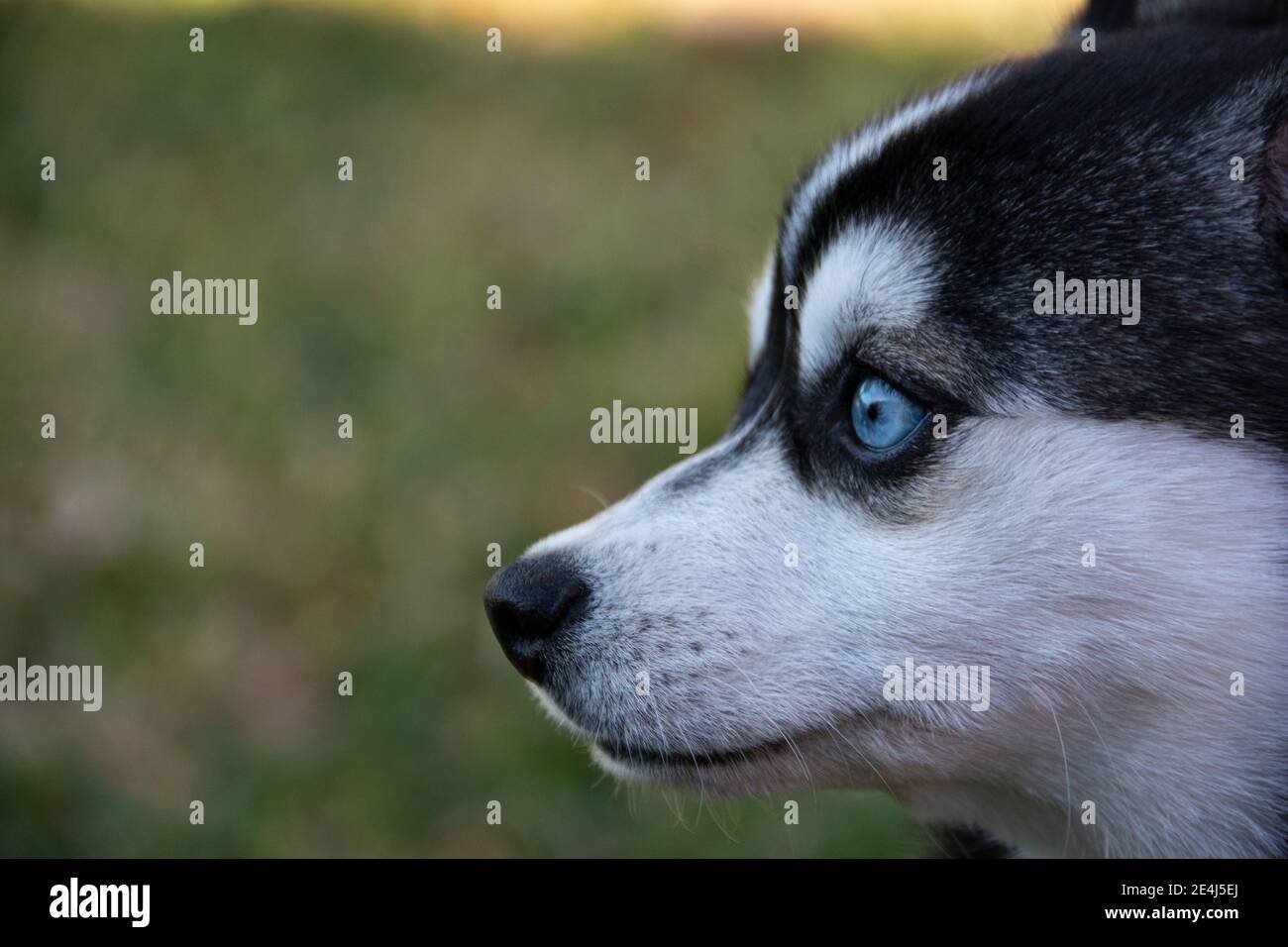 Une photo de tête d'un Klee Kai. Le mot Klee Kai vient des mots Intuit signifiant « petit chien ». La race a été établie en Alaska, aux États-Unis dans les années 1970. Banque D'Images