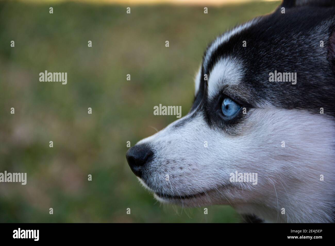 Une photo de tête d'un Klee Kai. Le mot Klee Kai vient des mots Intuit signifiant « petit chien ». La race a été établie en Alaska, aux États-Unis dans les années 1970. Banque D'Images