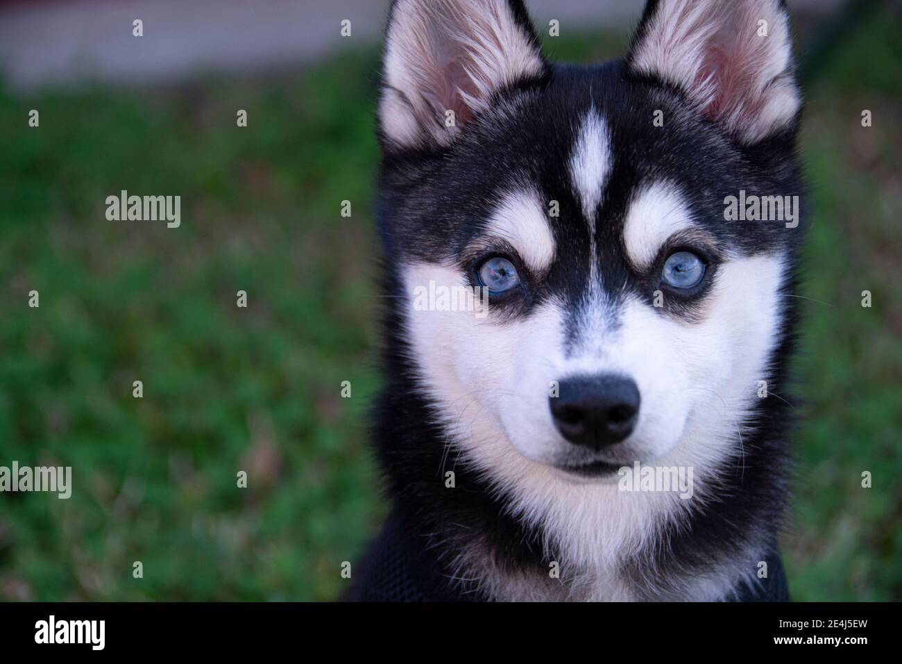 Une photo de tête d'un Klee Kai. Le mot Klee Kai vient des mots Intuit signifiant « petit chien ». La race a été établie en Alaska, aux États-Unis dans les années 1970. Banque D'Images