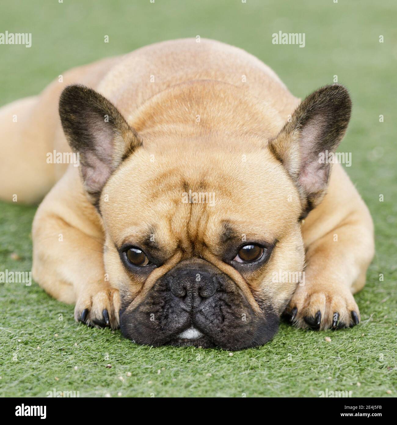 Fawn french bulldog Banque de photographies et d'images à haute résolution  - Alamy