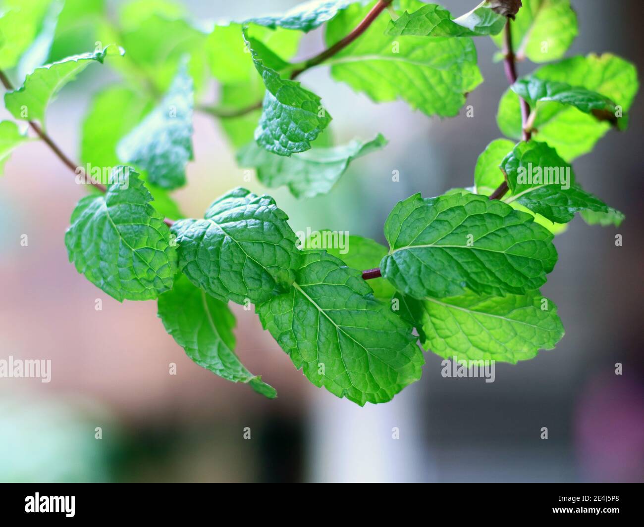 Feuilles de menthe fraîche sur l'arbre. Banque D'Images