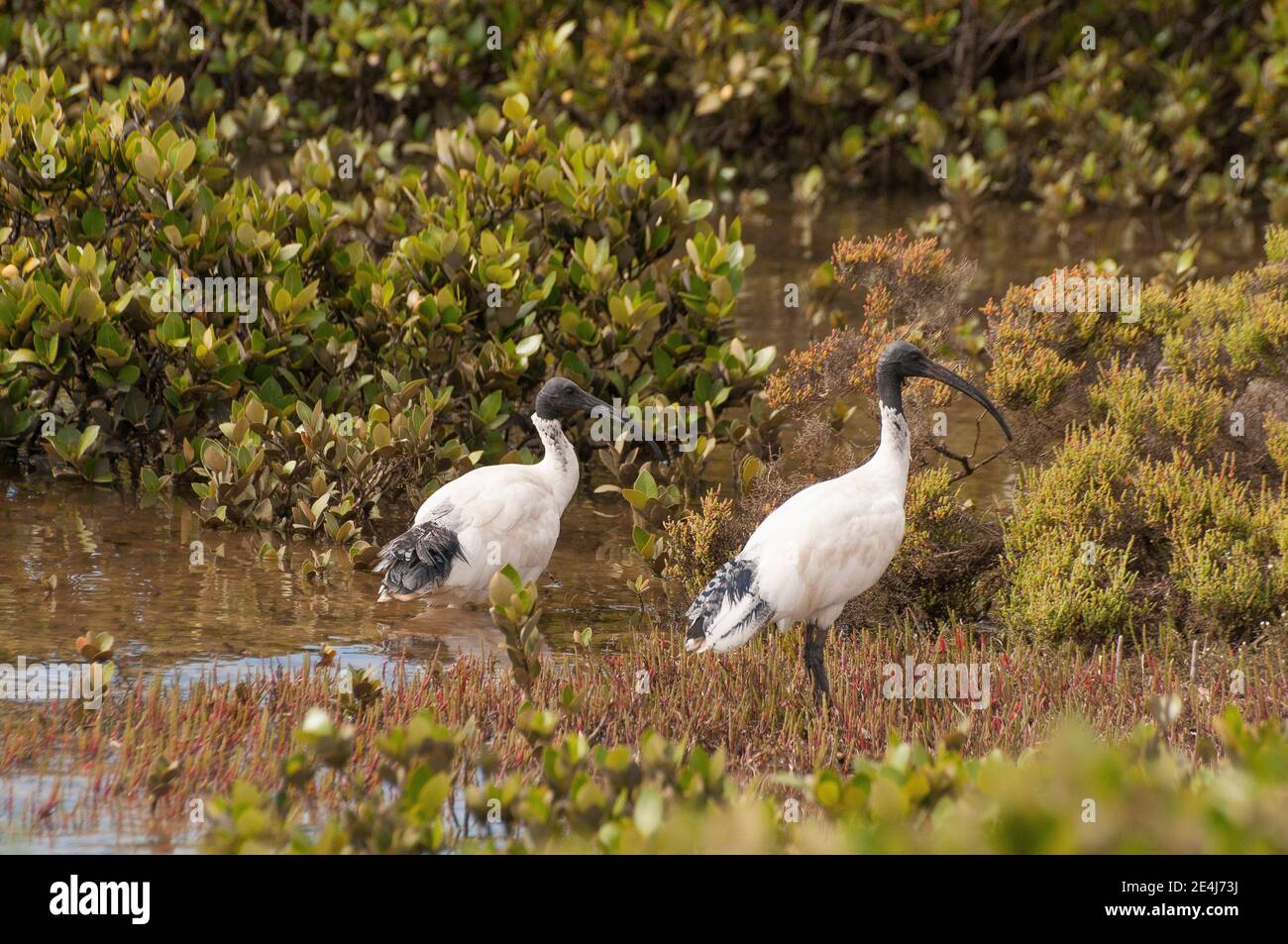 Ibis blanc australien (ou sacré), Threskiornis molucca, flâner dans les mangroves de Corner Inlet, South Gippsland, Victoria, Australie Banque D'Images