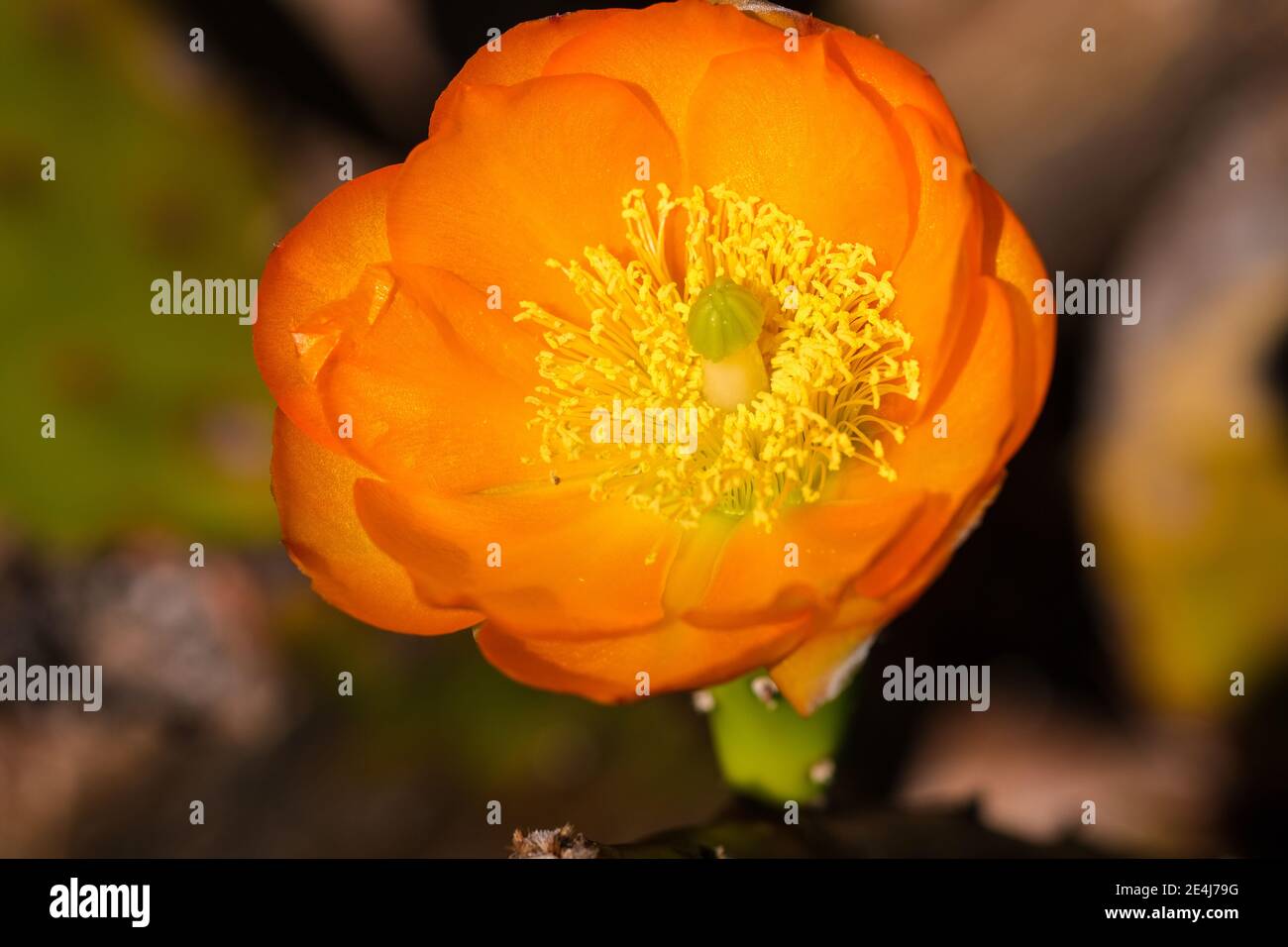 Fleur d'orange vif d'un cactus cereus poussant dans le Jardins botaniques d'Adélaïde, Australie Banque D'Images