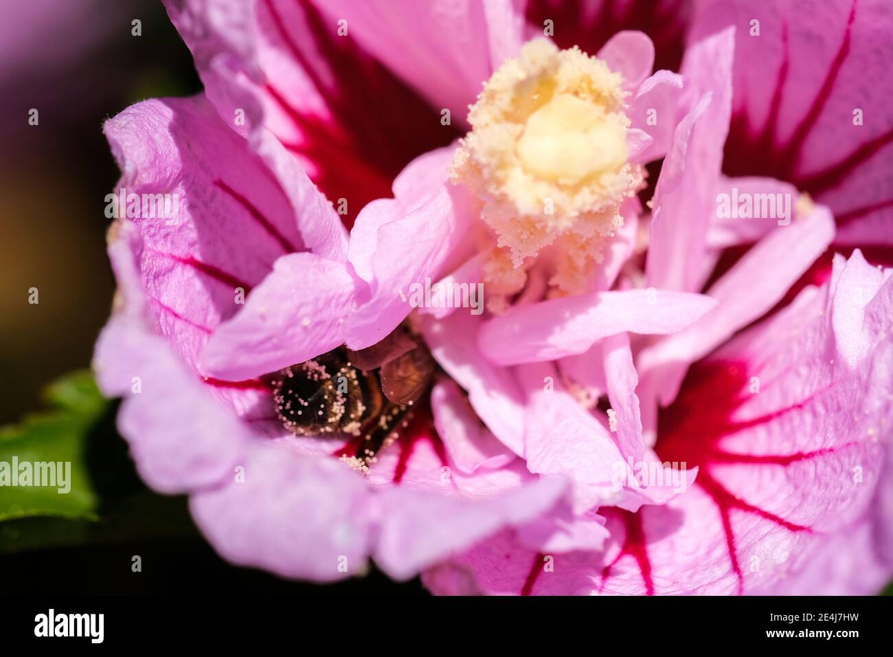 Une abeille chargée de pollen dans une fleur d'Hibiscus dans le Jardins botaniques d'Adélaïde, Australie Banque D'Images Une abeille chargée de pollen dans une fleur d'Hibiscus dans le Jardins botaniques d'Adélaïde, Australie Banque D'Images