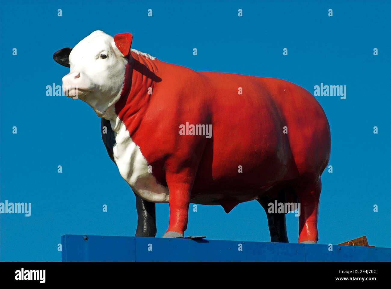 Réplique de vache montée à l'extérieur d'une cour de vente aux enchères de bétail, Leongatha, Victoria, Australie Banque D'Images Réplique de vache montée à l'extérieur d'une cour de vente aux enchères de bétail, Leongatha, Victoria, Australie Banque D'Images