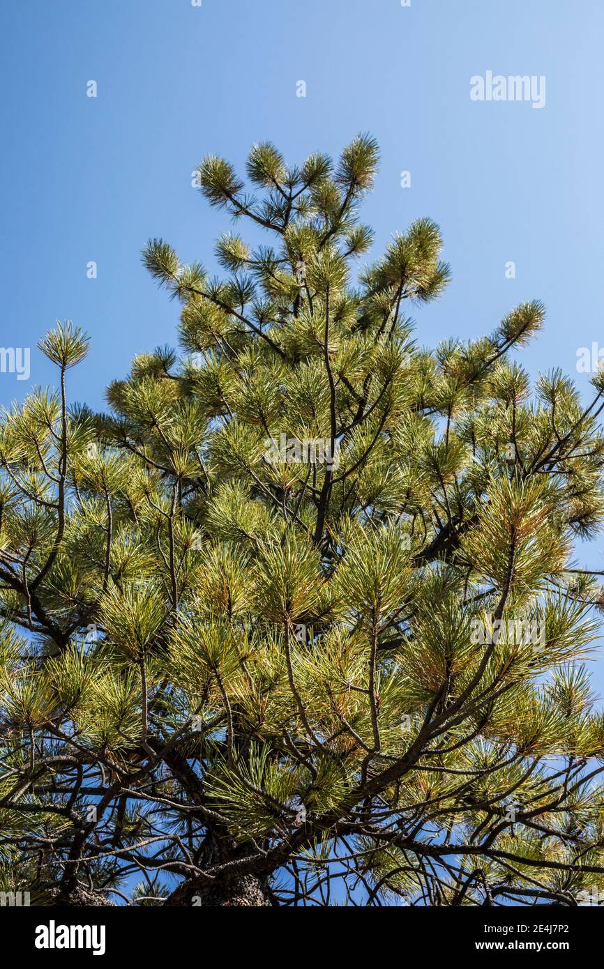 Ponderosa Pine Tree dans le parc national de Bryce Canyon, Utah, États-Unis. Banque D'Images