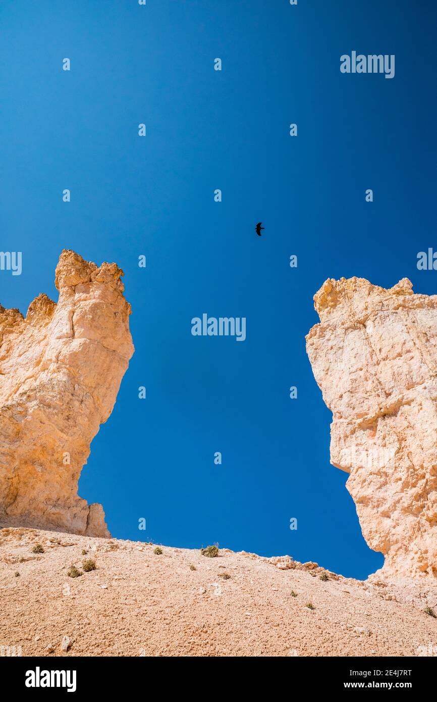 Raven et Blue Sky. Parc national de Bryce Canyon, Utah, États-Unis. Banque D'Images