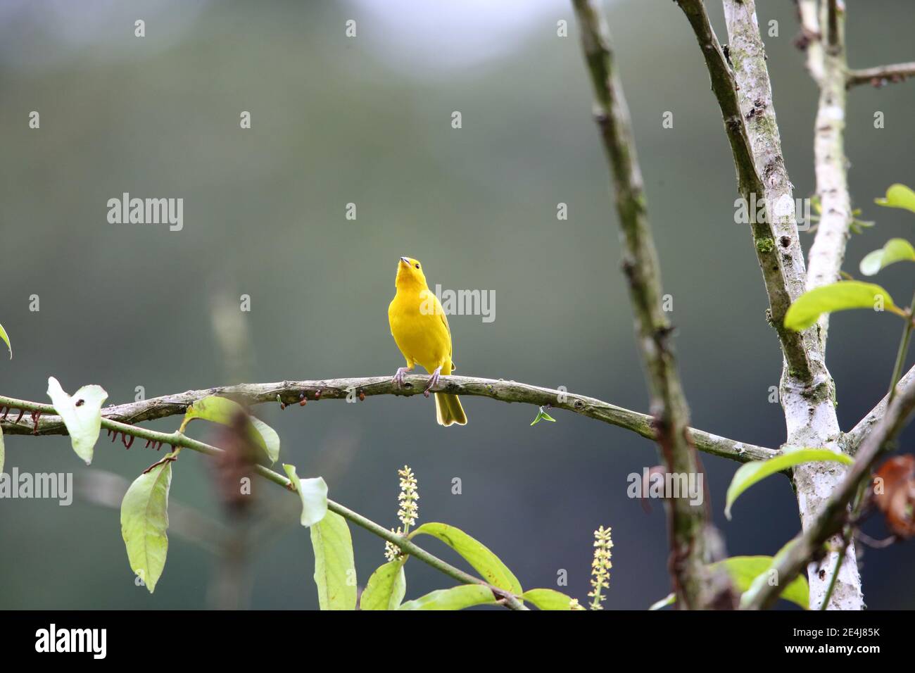 safran finch (Sicalis flaveola) à Equador Banque D'Images