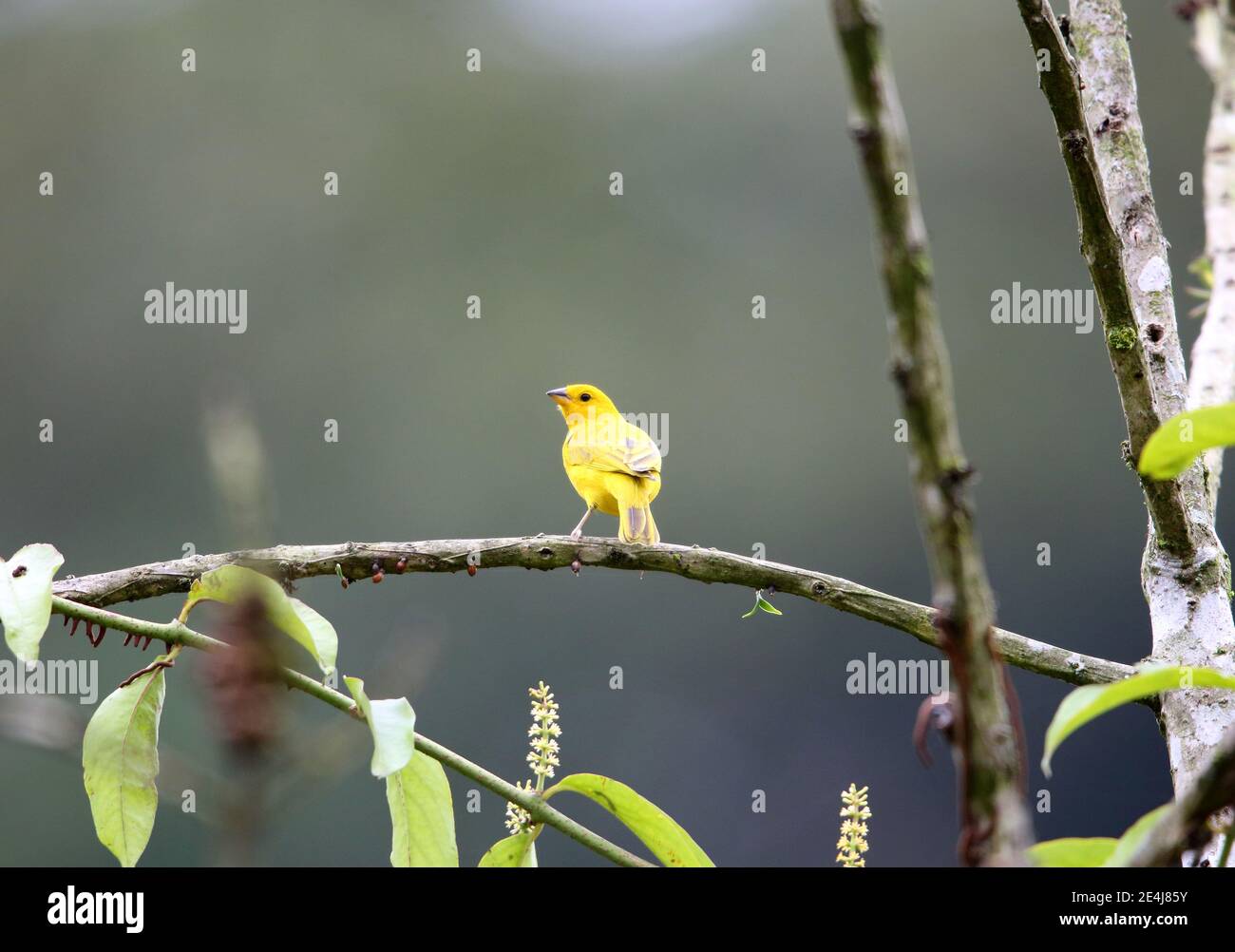 safran finch (Sicalis flaveola) à Equador Banque D'Images