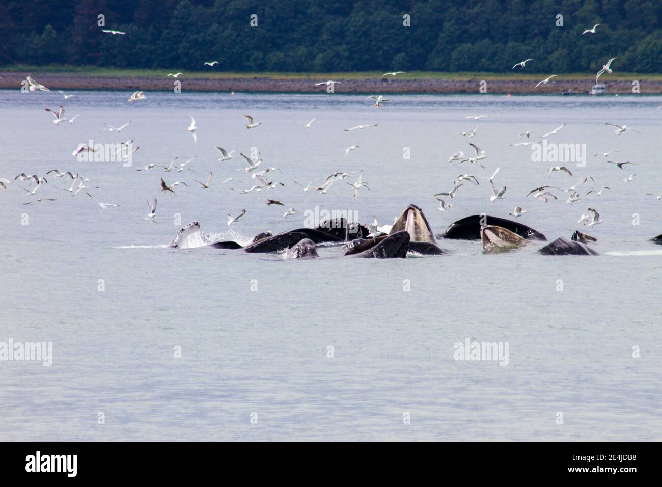 Baleines à bosse alimentation en filet de bulles, Juneau Alaska Banque D'Images