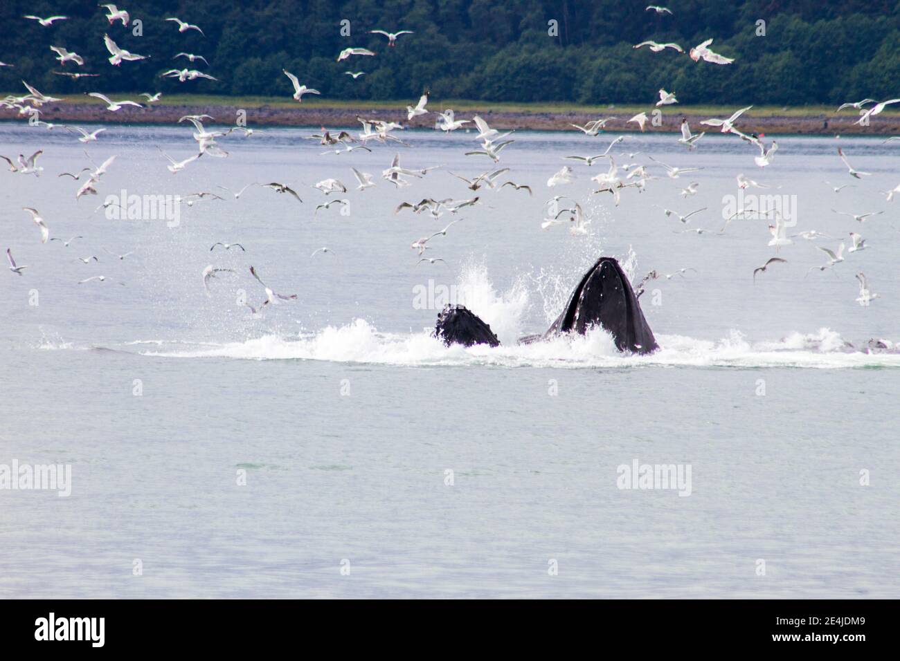 Baleines à bosse alimentation en filet de bulles, Juneau Alaska Banque D'Images