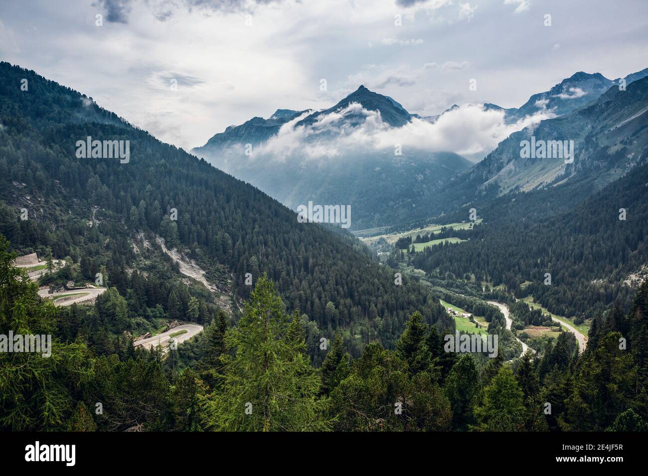 Vue panoramique sur la forêt verte du col de Maloja Banque D'Images