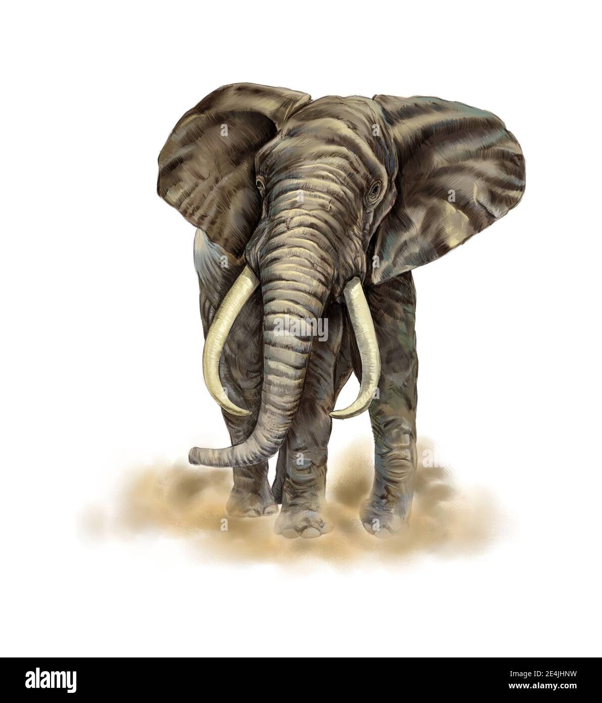 illustration détaillée d'un éléphant Banque D'Images