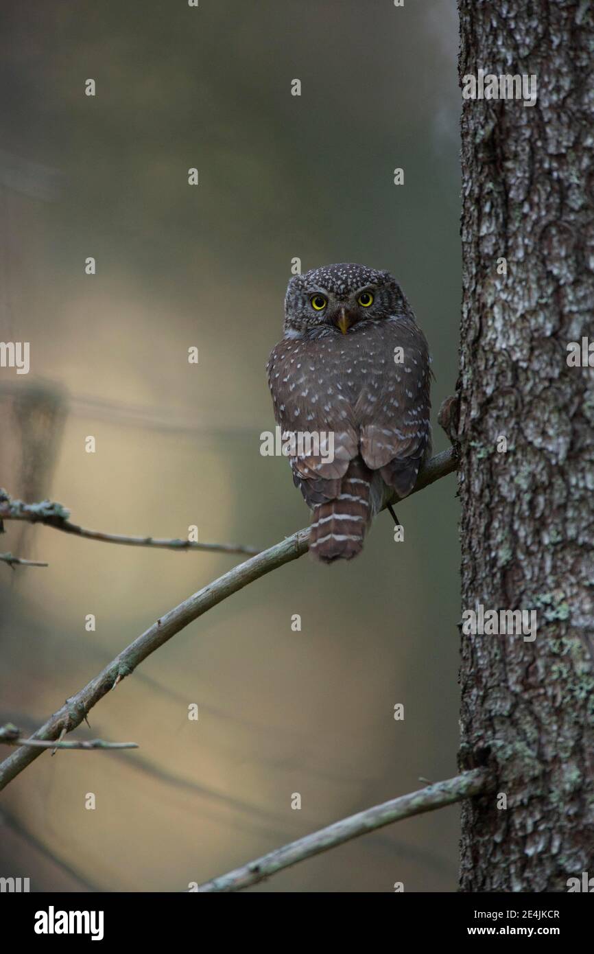 La chouette pygmée (Glaucidium passerinum) est assise sur une branche d'une forêt boréale de conifères, dans le nord de l'Ostrobothnie, en Finlande Banque D'Images