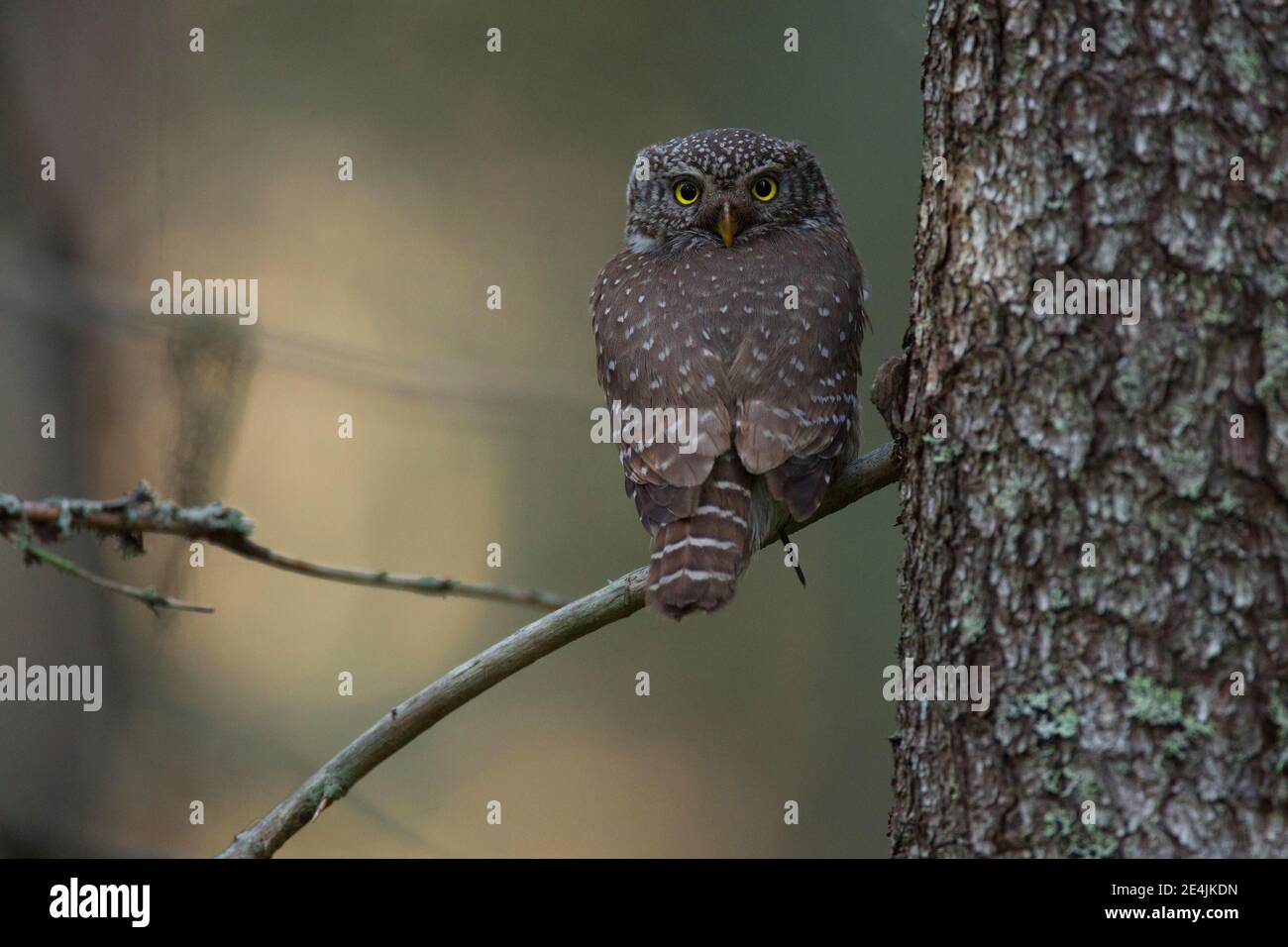 La chouette pygmée (Glaucidium passerinum) est assise sur une branche d'une forêt boréale de conifères, dans le nord de l'Ostrobothnie, en Finlande Banque D'Images