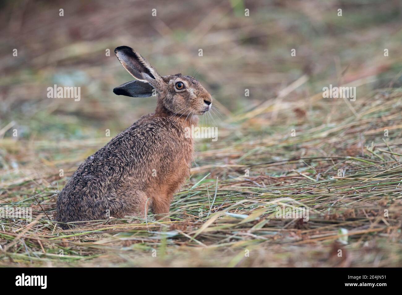 Lièvre européen (Lepus europaeus), lièvre de Pâques, mammifère, Oldenburg Muensterland, Allemagne Banque D'Images