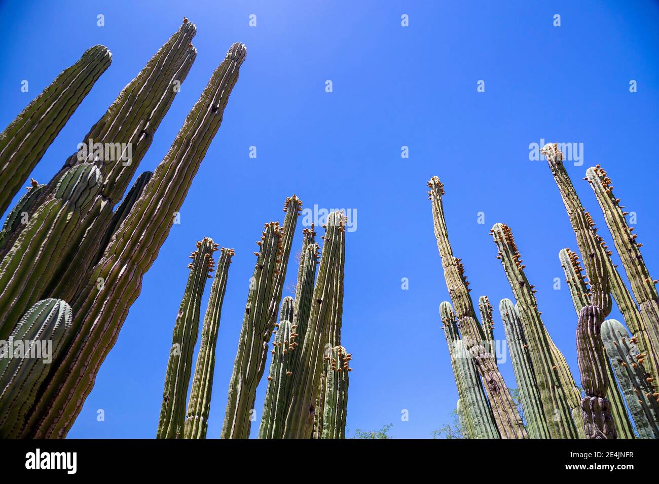 Cactus poussant contre le ciel bleu clair Banque D'Images