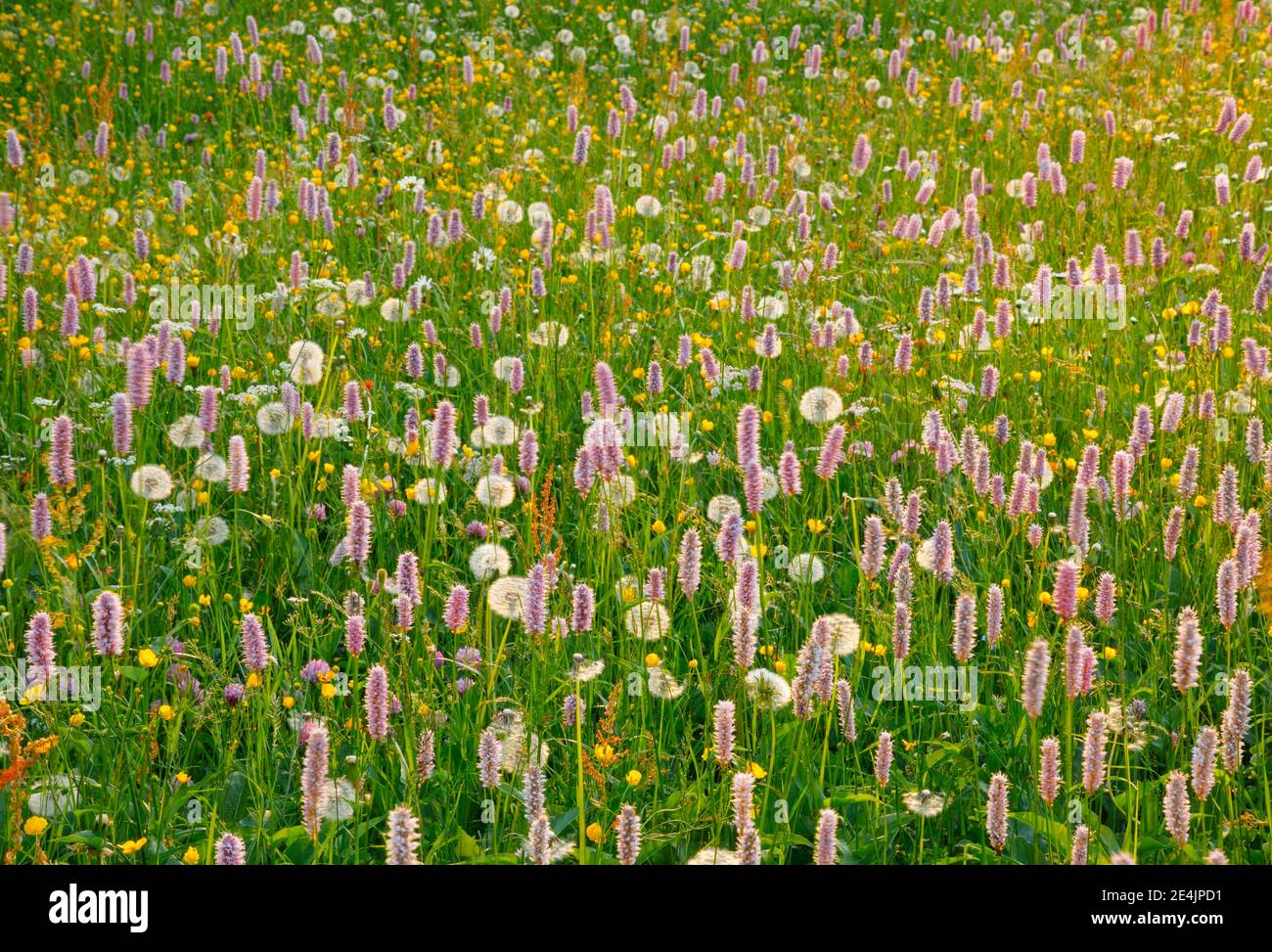 Fleur alpine meadow, Suisse Banque D'Images