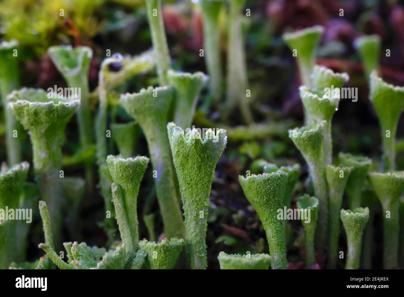 Lichen trompette poussant sur le tronc d'arbre en hiver Banque D'Images
