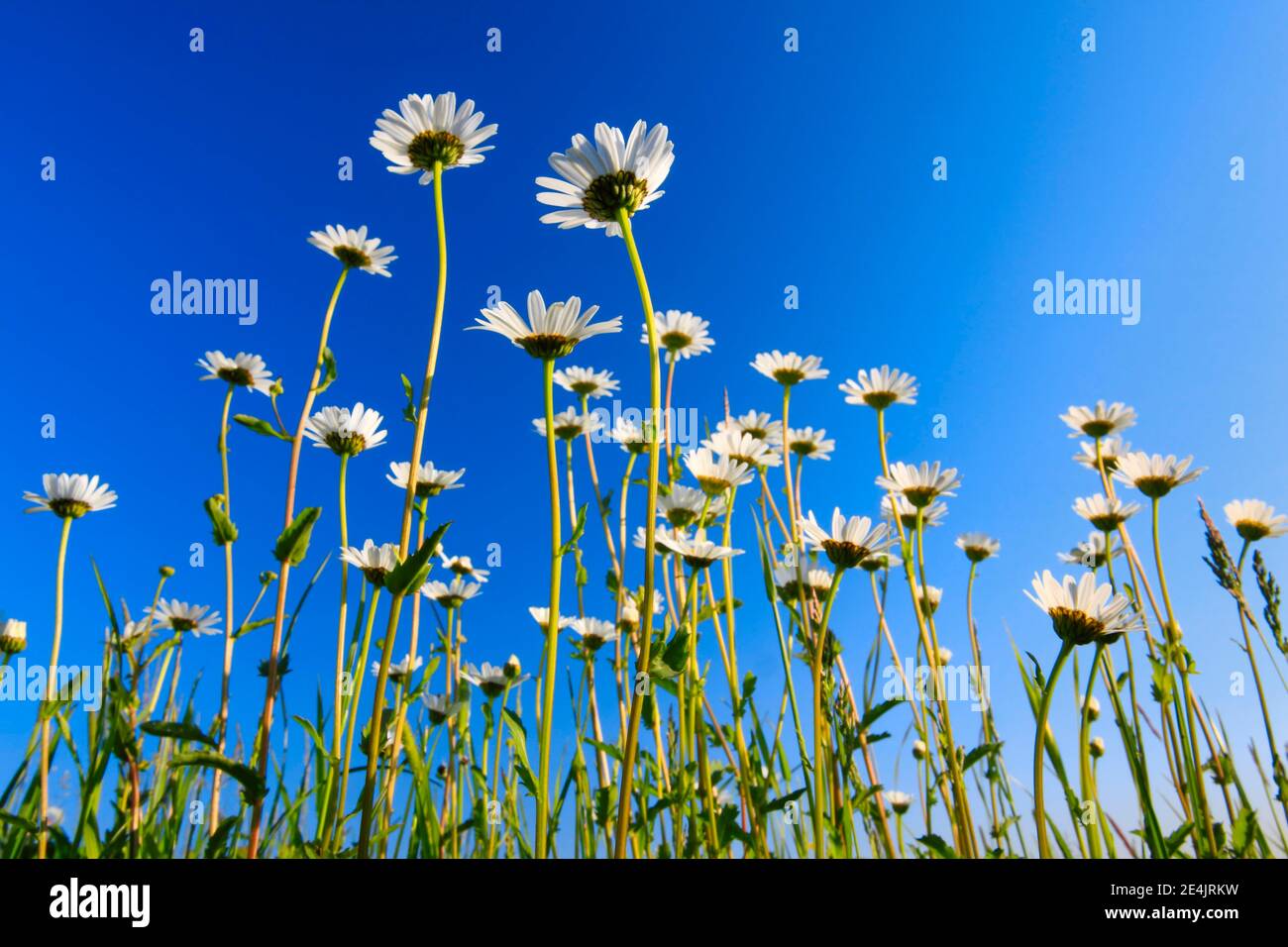 Marguerite à oeillet (Leucanthemum vulgare), Suisse Banque D'Images