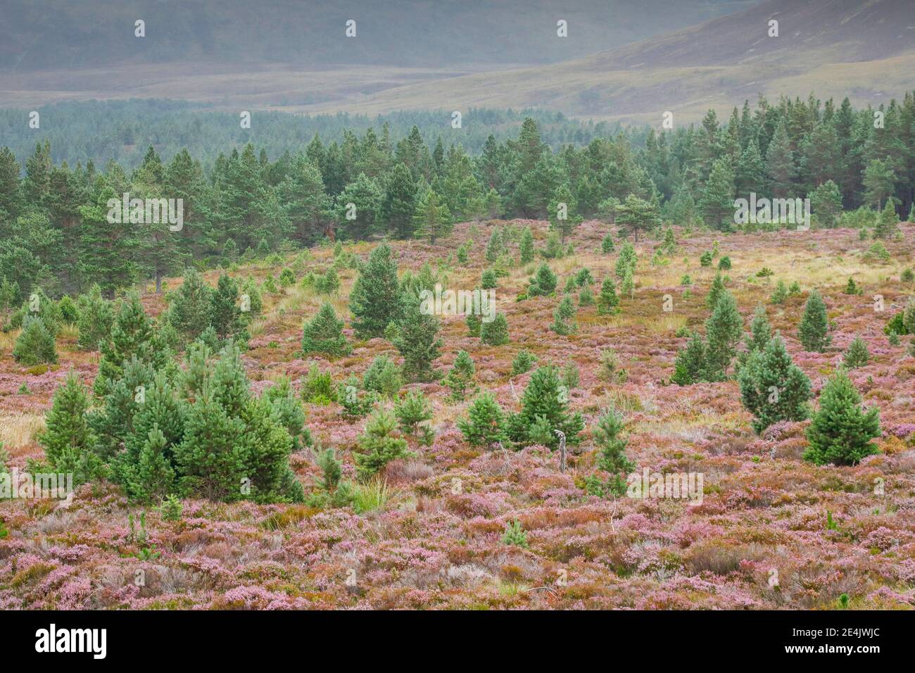 Pins et bruyères écossais, parc national de Cairngorms, Écosse, Grande-Bretagne Banque D'Images