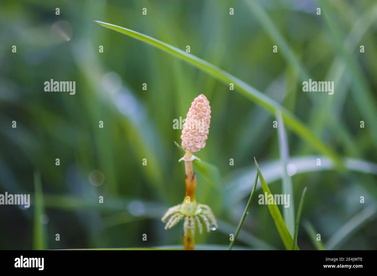 Plante de l'Horsetail ou herbe d'Equisetum poussant dans la forêt de printemps Banque D'Images