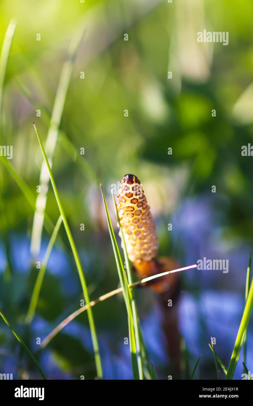 Plante de l'Horsetail ou herbe d'Equisetum poussant dans la forêt de printemps Banque D'Images