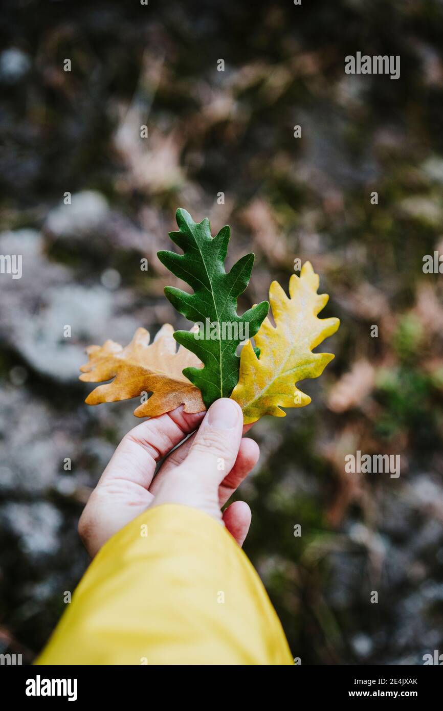 Les femmes ont main trois feuilles de chêne dans les couleurs de l'automne Banque D'Images