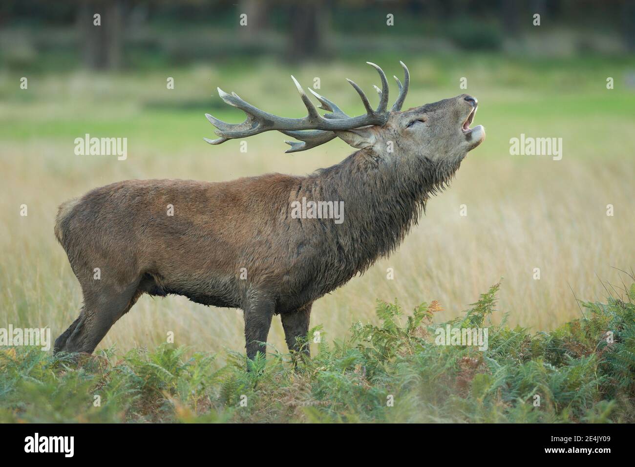 Red Deer ou Hart (Cervus elaphus) Banque D'Images