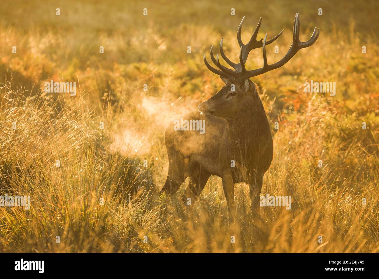 Red Deer ou Hart (Cervus elaphus) Banque D'Images