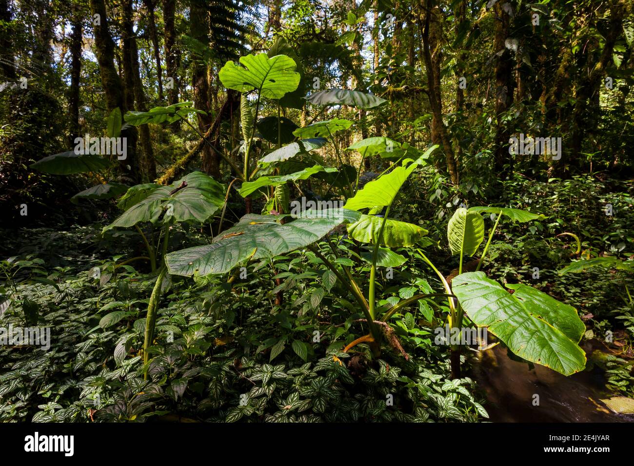 Forêt tropicale luxuriante dans le parc national de la Amistad, province de Chiriqui, République du Panama. Banque D'Images