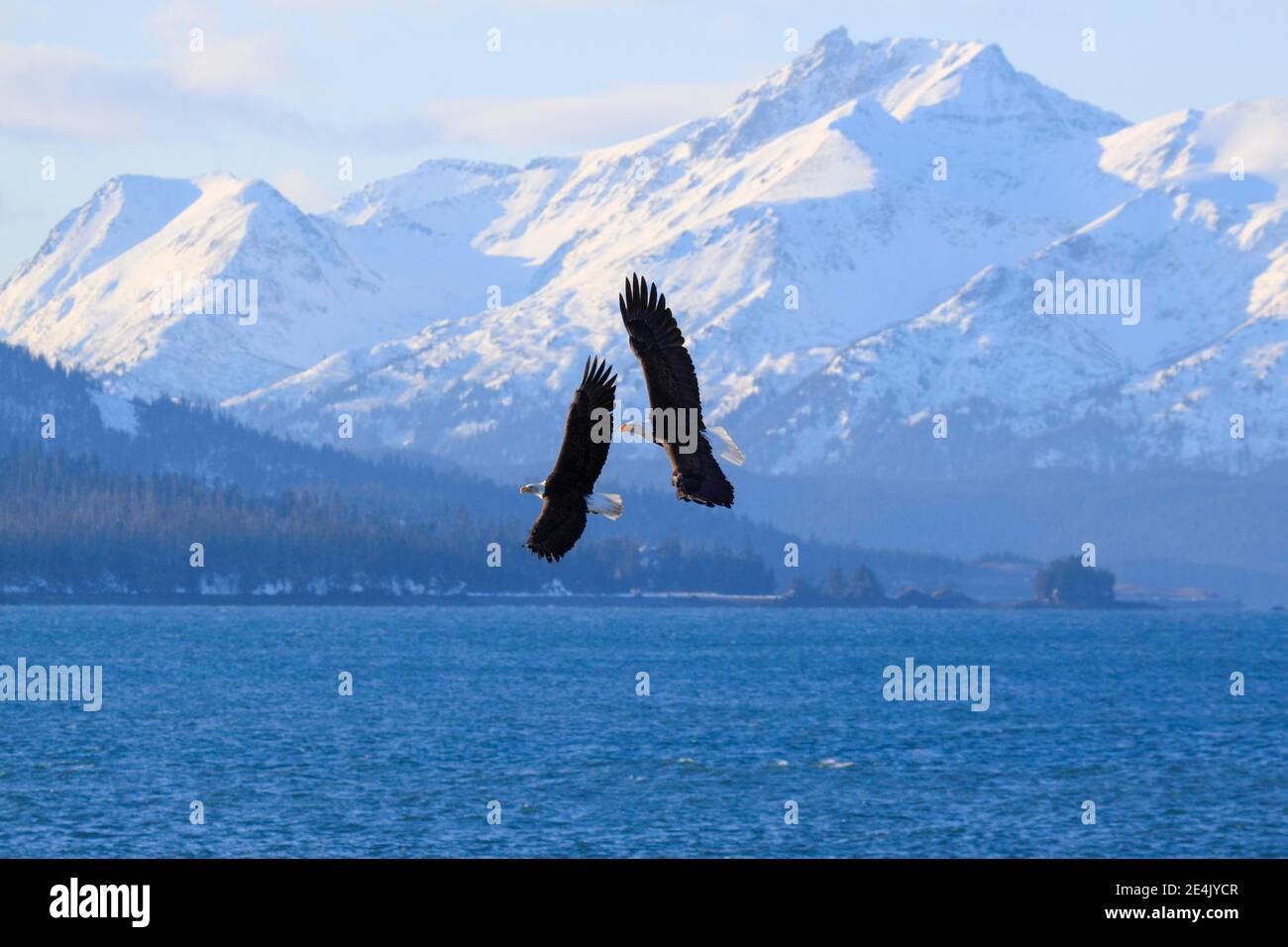 Aigle à tête blanche, aigle à tête blanche (Haliaeetus leucocephalus), Homer, péninsule de Kenai, Alaska, États-Unis Banque D'Images