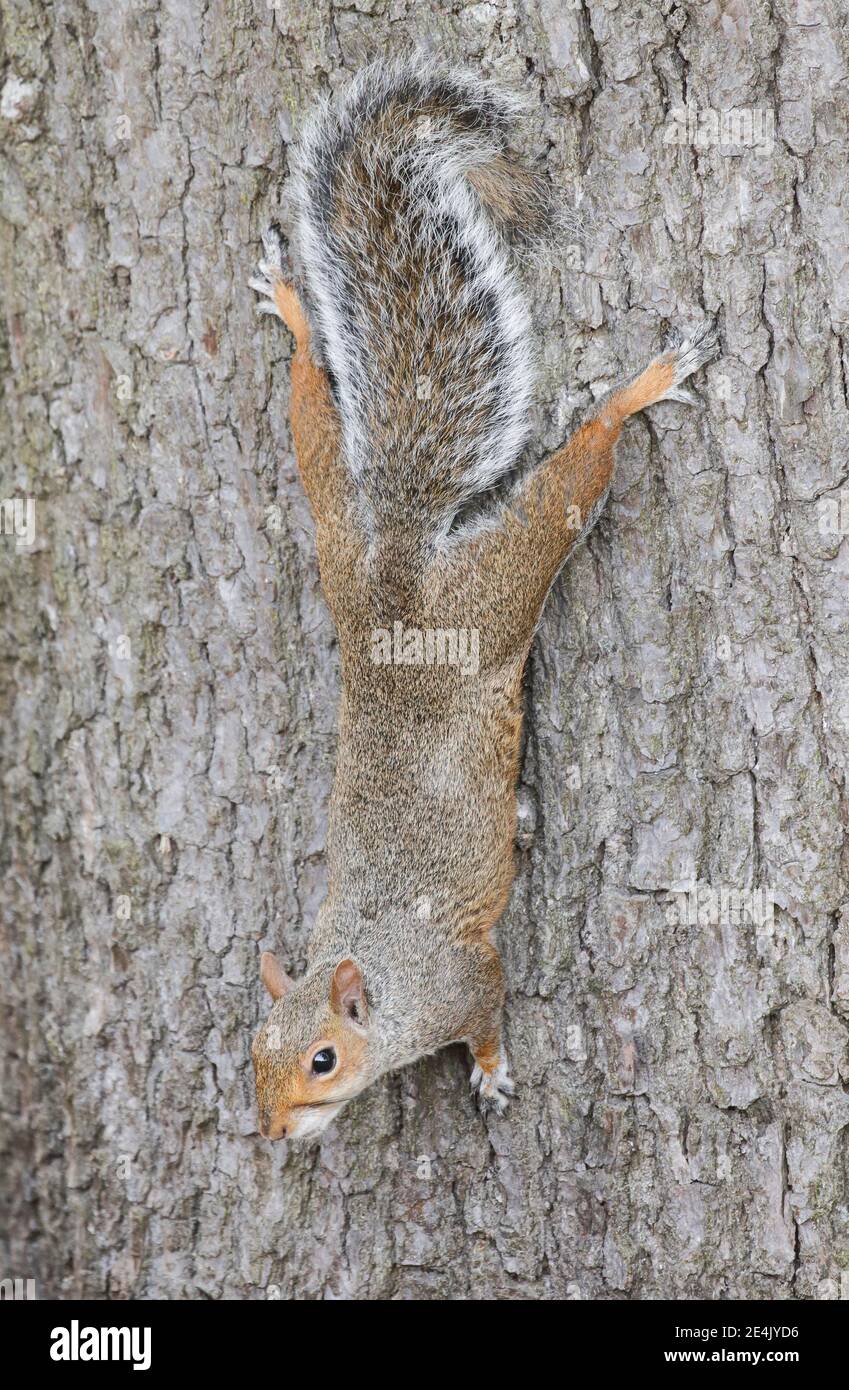 Écureuil gris de l'est (Sciurus carolinensis), Angleterre, Grande-Bretagne Banque D'Images