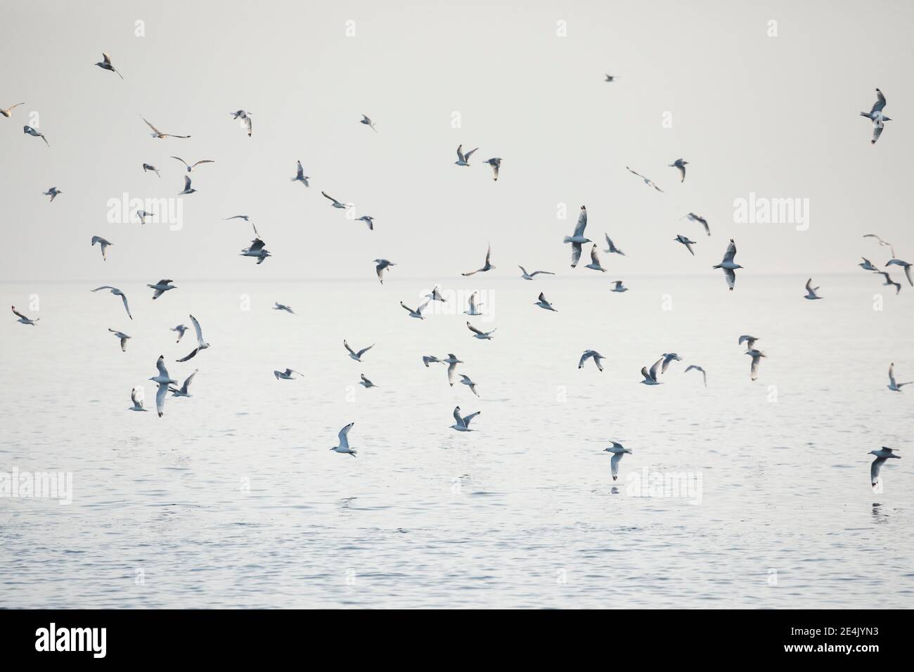 Troupeau de mouettes, Écosse, Grande-Bretagne Banque D'Images