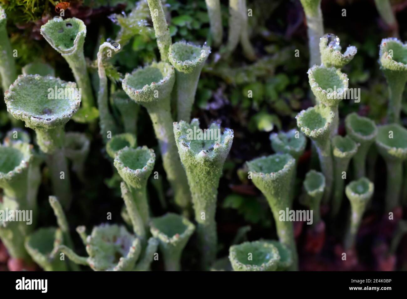 Lichen trompette poussant sur le tronc d'arbre en hiver Banque D'Images