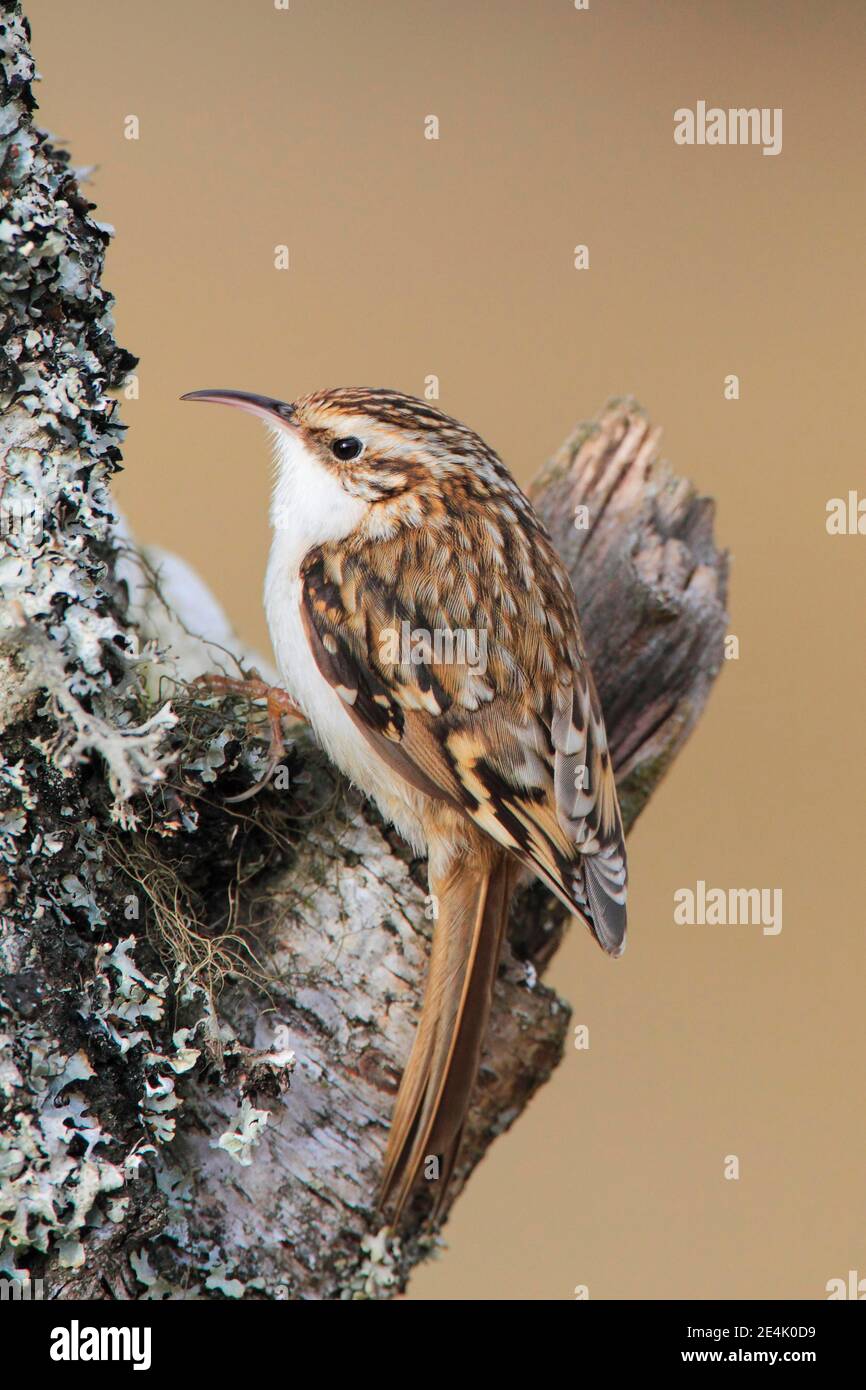 Treecreeper eurasien ( Certhia familiaris) Ecosse, Grande-Bretagne Banque D'Images