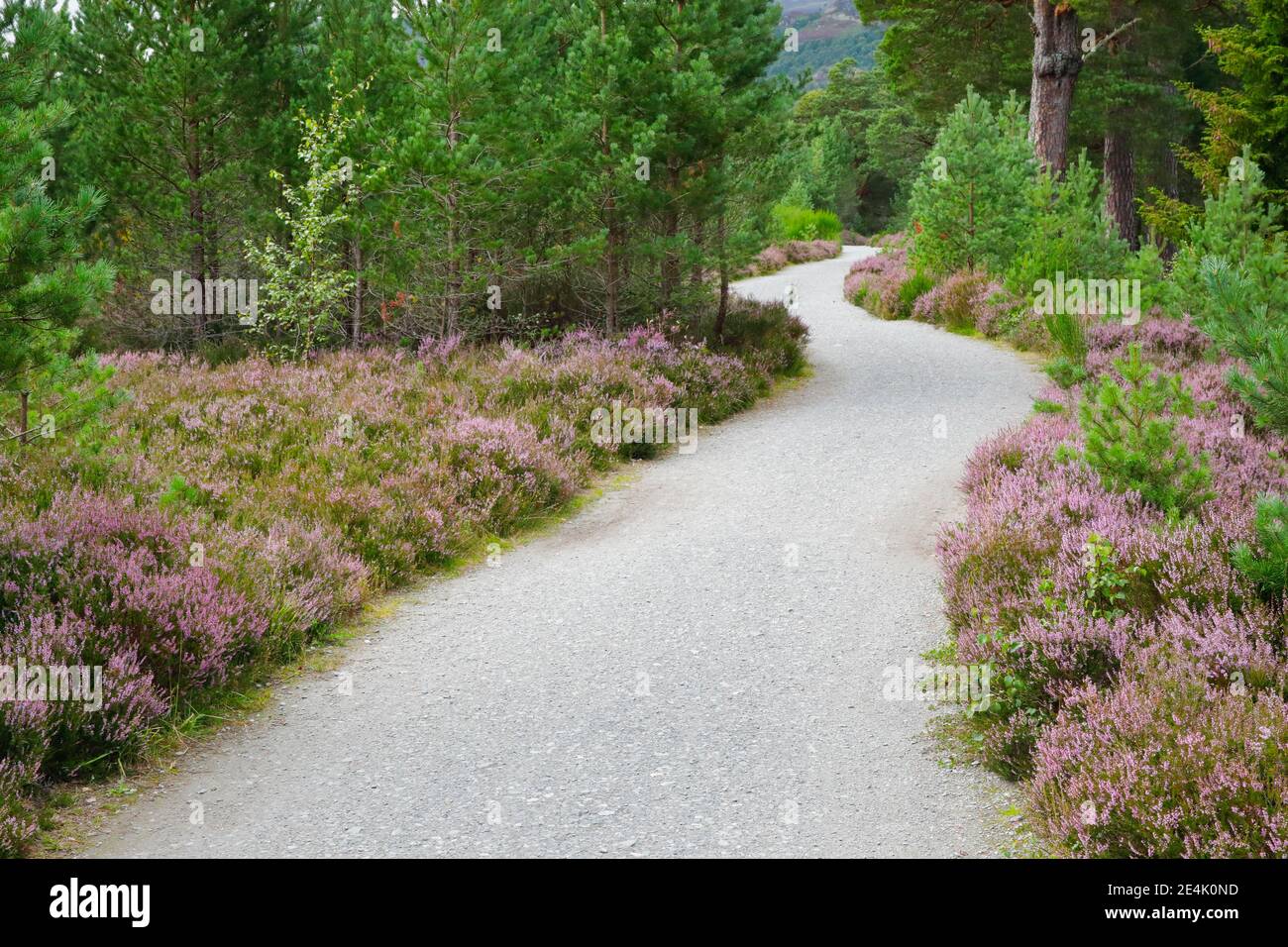 Chemin de gravier à Caringorms N.P., Écosse, Grande-Bretagne Banque D'Images