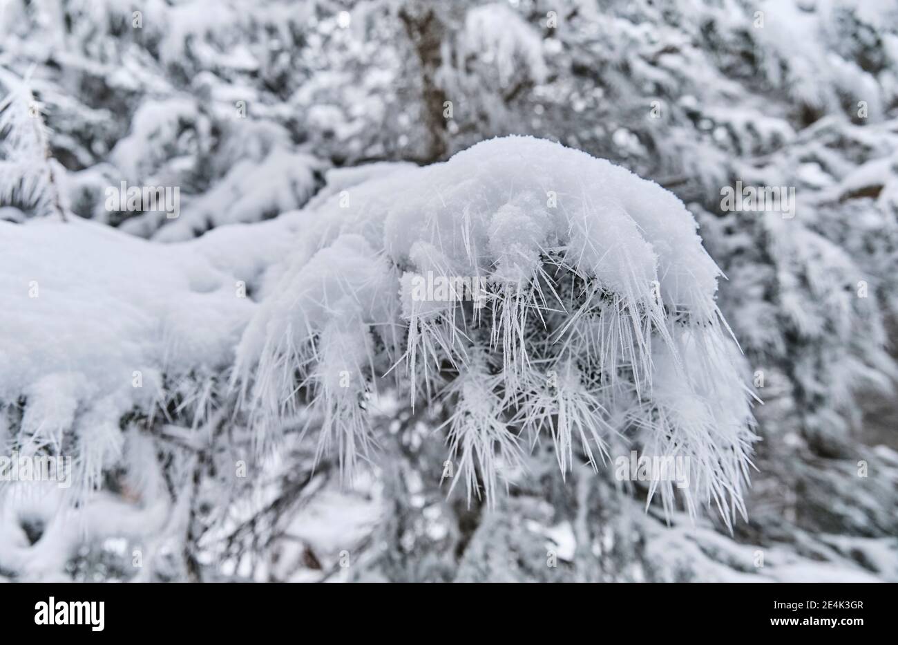 Brindilles congelées contre les arbres enneigés Banque D'Images