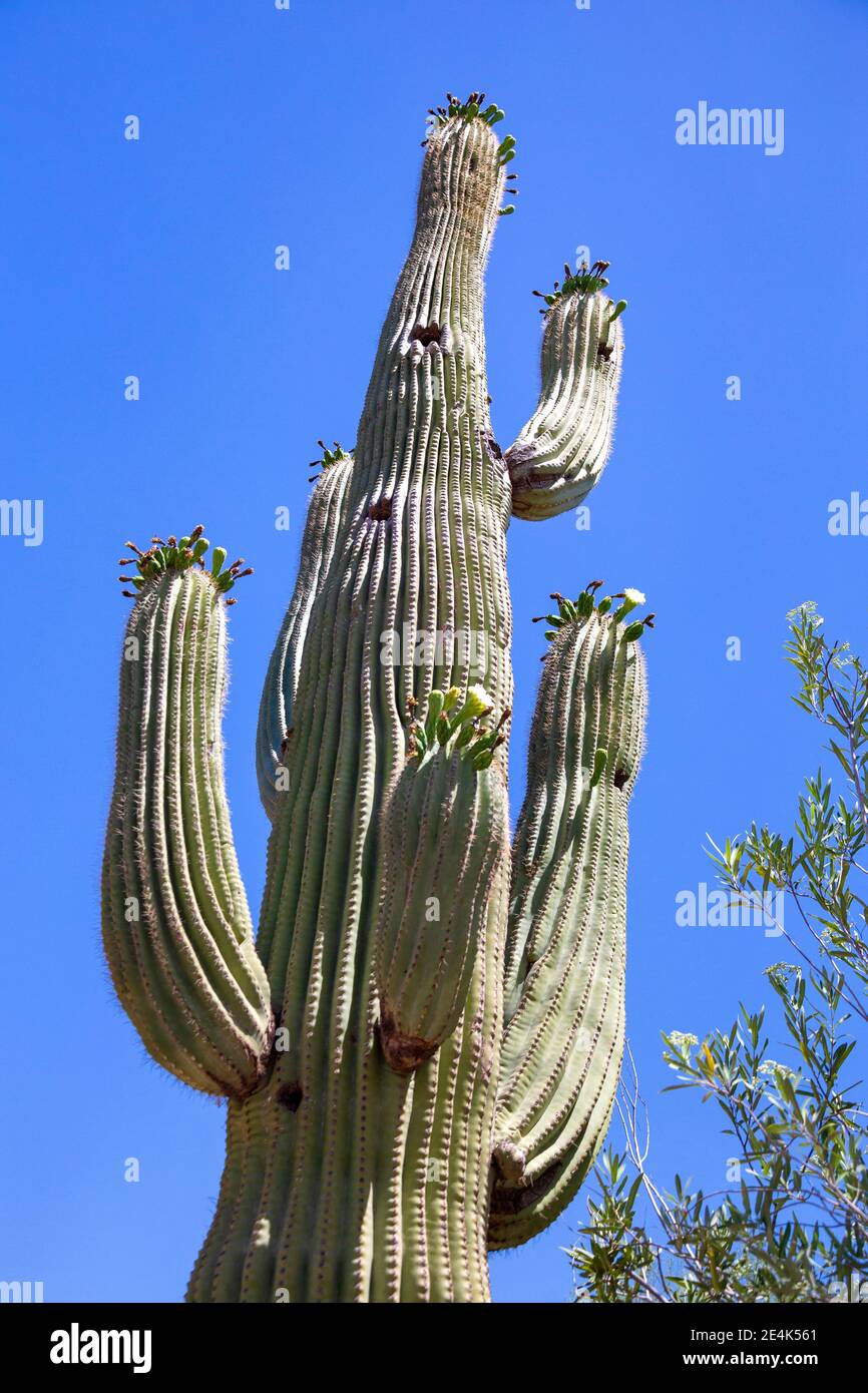 Cactus croissant contre ciel bleu clair Banque D'Images