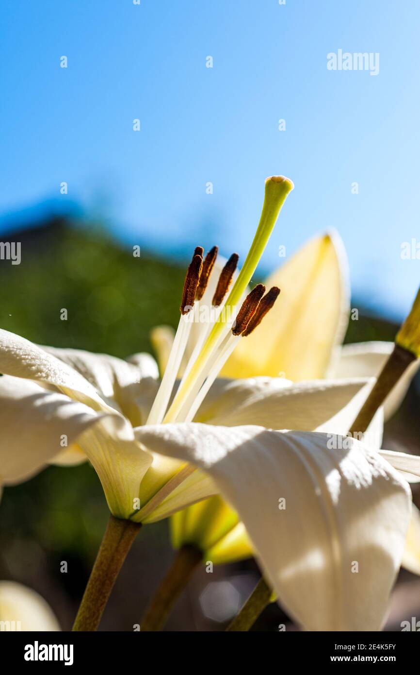 Tête de fleur blanche Banque D'Images