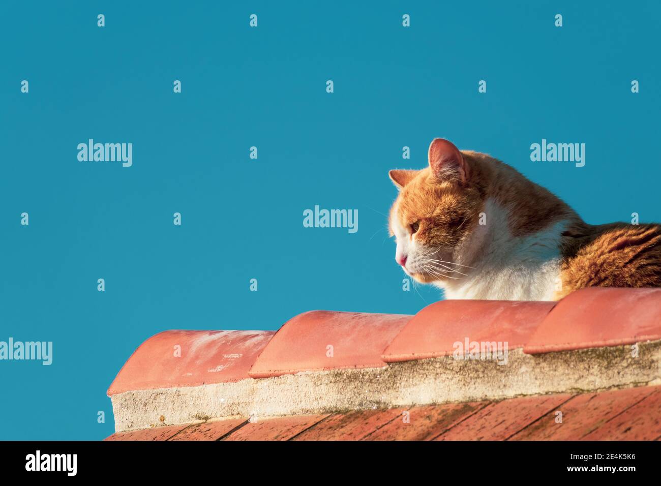 Détail d'un chat orange sur les carreaux d'un toit avec le ciel bleu profond en arrière-plan Banque D'Images