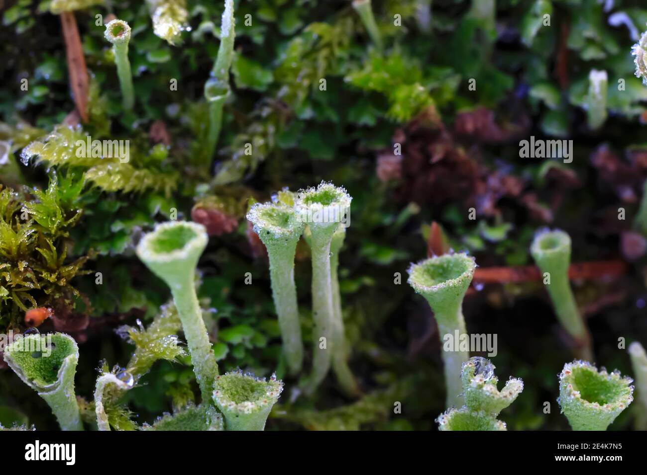 Lichen trompette poussant sur le tronc d'arbre en hiver Banque D'Images