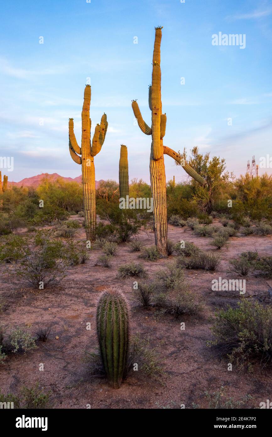 Saguaro cactus sur terre contre ciel à Sonoran Desert, Arizona, Etats-Unis Banque D'Images