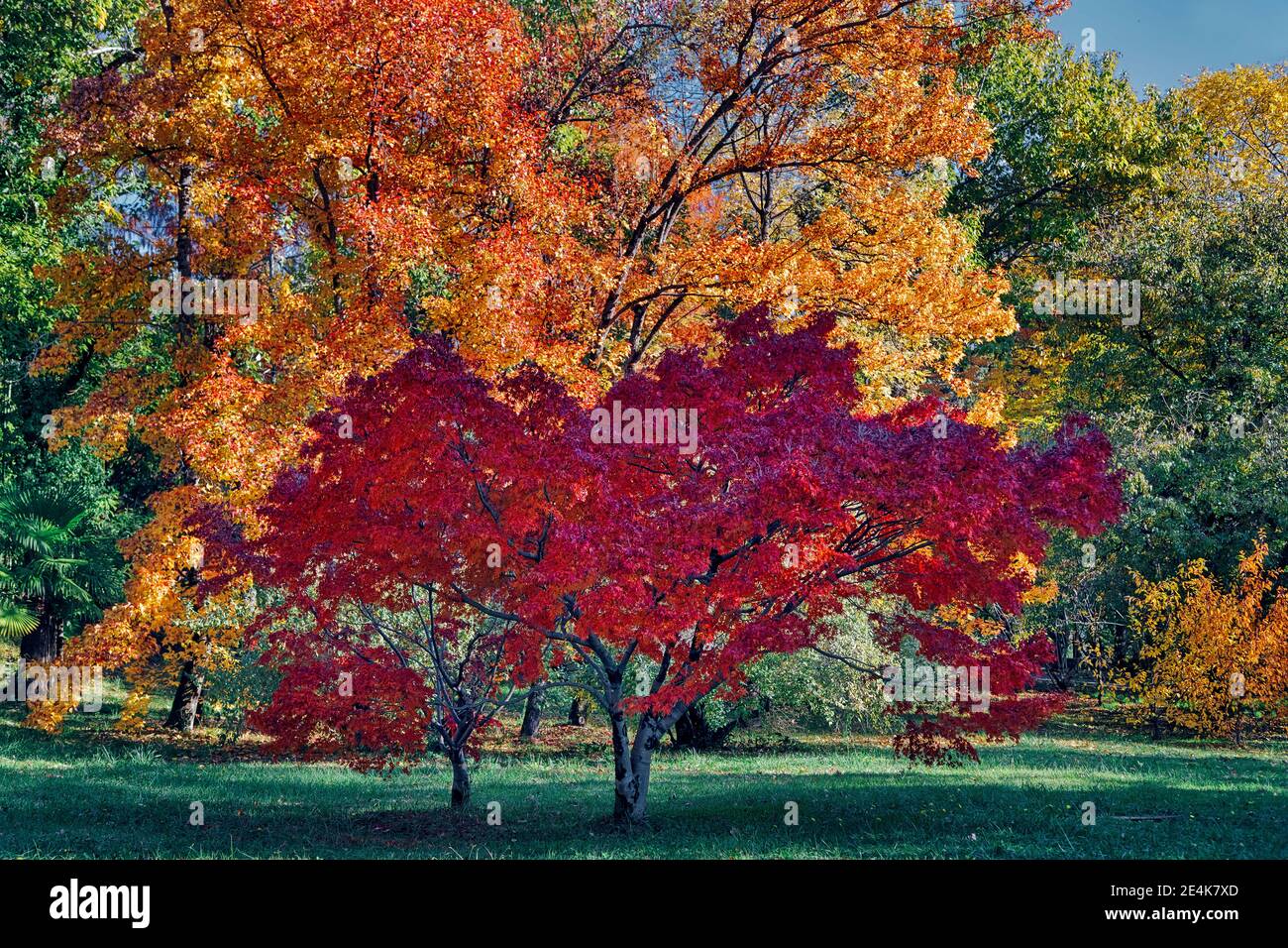 Vue panoramique sur les arbres d'automne dans le parc par beau temps Banque D'Images