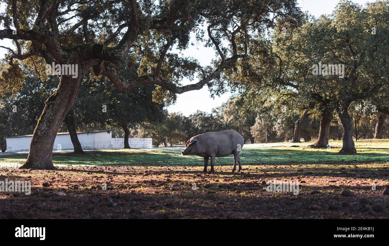 Cochon ibérique paître en se tenant sous le chêne houx à la ferme Banque D'Images