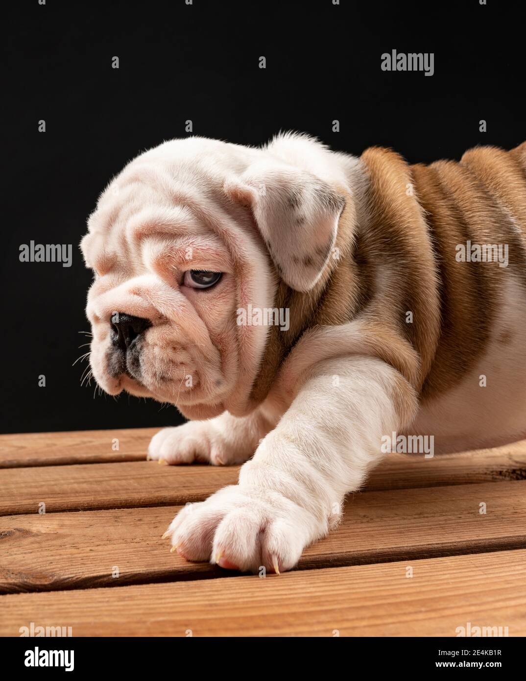 Portrait du chiot Bulldog anglais Banque D'Images