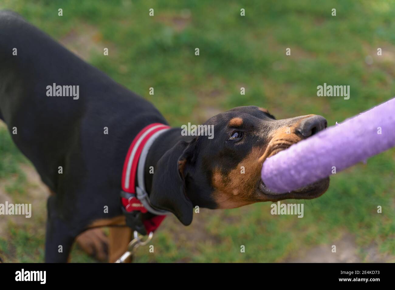chiot doberman noir avec un jouet en anneau violet. concept - dressage de chien. Anneau de dents de transport de chien Banque D'Images