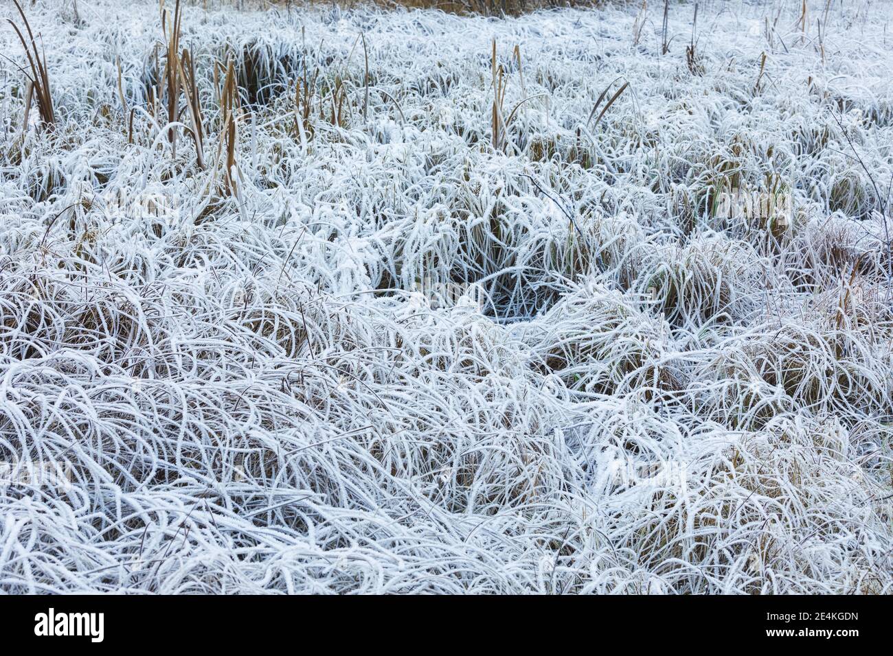 Gelez le foin gros plan en hiver nature finlande Banque D'Images