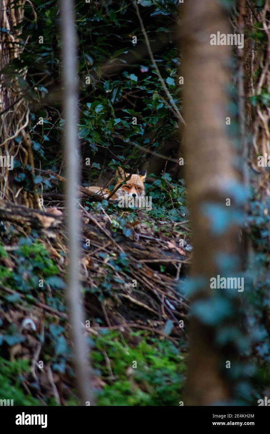 Un renard dans les bois, Hastings, Royaume-Uni Banque D'Images